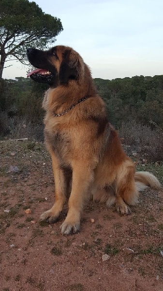 Jerkhan