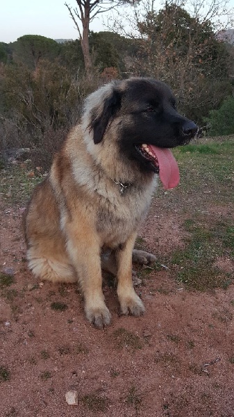 Jorka