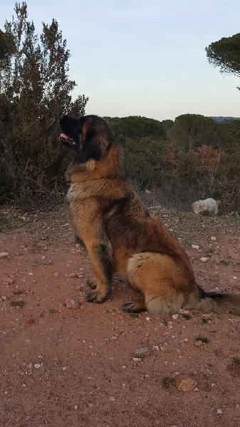Ilouna